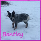 Australsk� hon�ck� pes s PP