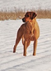 Rhod�sk� ridgeback - �t���tka s PP