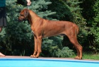 Rhod�sk� ridgeback - �t���tka s PP