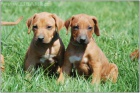 Rhod�sk� ridgeback