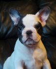 Sladk� francouzsk� �t��ata Bulldog