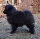 N�meck� �pic velk� �ern� prod�m kvalitn� �t��ata s PP