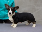 Welsh Corgi Cardigan - �t��ata, fenky