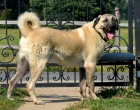 Anatolsk pasteveck pes - Kangal