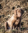 Voln� pejsek Chesapeake bay retrievera - s PP