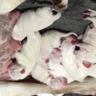 Argentinsk� doga �t���tka