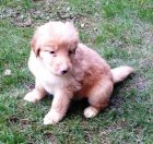 �t�n�tka Hovawart