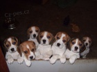 �t��ata beagle