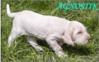Italsk� spinone s PP