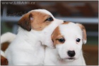 Jack Russell teri�r