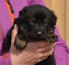 N�meck� ov��k - �t��ata s PP