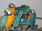 Ara papou�ky