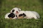 Parson Russel Terrier - tata s PP
