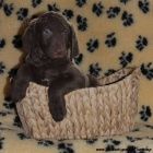 Labrador retiever �lut� s PP+chesapeake �oko pes