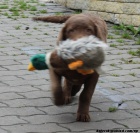 Labrador retiever �lut� s PP+chesapeake �oko pes