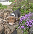 �t��ata beagle