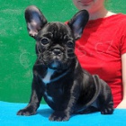 Francouzsk� buldo�ek na prodej bez PP