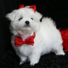 Malt�zsk� ps�k na prodej bez PP