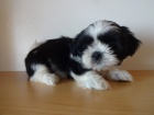 Prod�m Shih-tzu