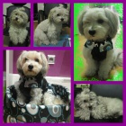 Havansk� ps�k v�roba miminek