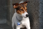 Nab�dka kryt� Jack Russell Terrier