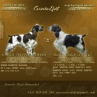 Pred�m �teniatka Anglick�ho �pringer �paniela