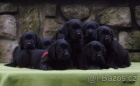 Labradorsk� retr�vr-�t�n�tka s PP