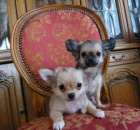 Dlouhosrst� �ivava s PP