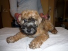 Irish Soft Coated Wheaten Terrier 