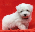 �t��ata Coton de Tul�ar s PP