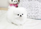 Pomeranian �t��ata Dostupn�