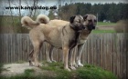 Anatolsk pasteveck pes - Kangal