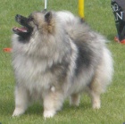 Keeshond / vl�� �pic prod�m �t��ata s PP