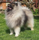 Keeshond / vl�� �pic prod�m �t��ata s PP