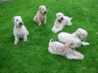 tn pejsek a fenka  Irrish Soft Coated Wheaten terrier