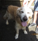 CICERO ♥ zlat� retr�vr s PP