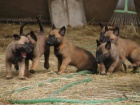 belgick ovk malinois s PP 