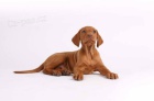 Ma�arsk� oha� - �t��ata Vizsla s PP