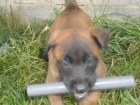 BO malinois tntka s PP 