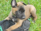 BO malinois tntka s PP 