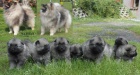 Keeshond / vl�� �pic prod�m �t��ata s PP