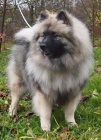 Keeshond / vl�� �pic prod�m �t��ata s PP