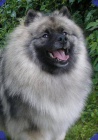 Keeshond / vl�� �pic prod�m �t��ata s PP