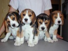 �t��ata b�gl, beagle s PP - pes bicolor