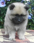 Keeshond / vl�� �pic prod�m �t��ata s PP