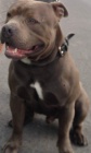 American Bully ke kryt� 