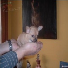 �ivava �t�n�