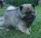 Keeshond / vl�� �pic prod�m �t��ata s PP