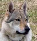 �eskoslovensk� vl��k - �t��ata s PP