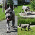 Thajsk� Ridgeback modr� �t���tka s PP